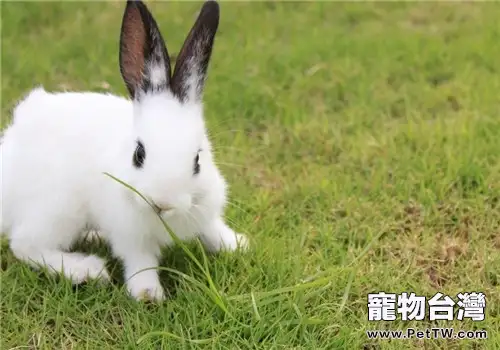 肉兔輪狀病毒的防治措施