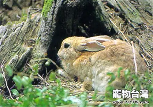 實用的洞穴養兔法