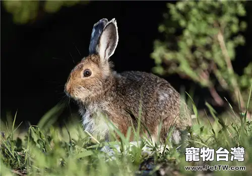 青飼料缺乏引發家兔中毒症的診治