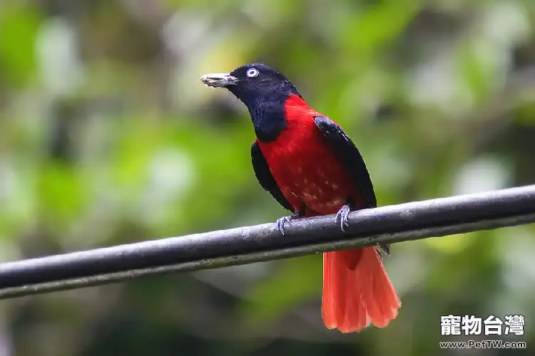 朱鸝鳥的生物特性介紹