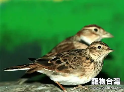 野生和人工飼養百靈鳥的區別