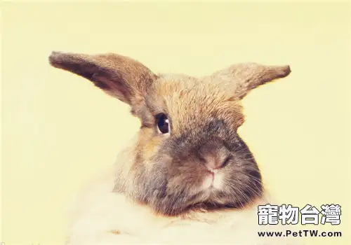 寵物兔疾病的常用療法