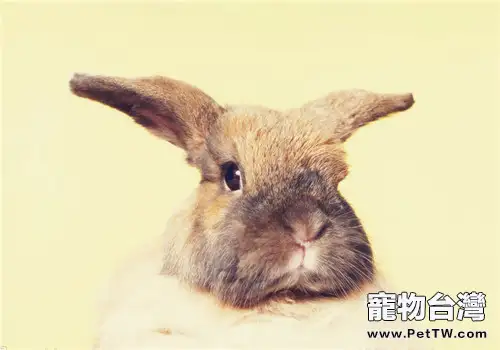 寵物兔疾病的常用療法(1圖)-寵物台灣