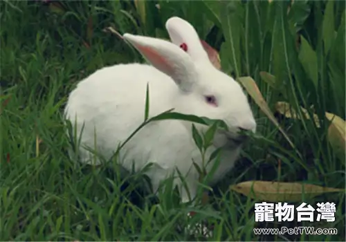 種植牧草養兔子要注意的事項