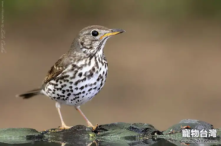 如何打理你的畫眉鳥(1圖)-寵物台灣