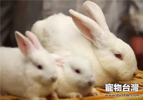 如何治療尿血的兔兔