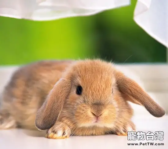 夏季飼養長毛兔的注意要點(1圖)-寵物台灣