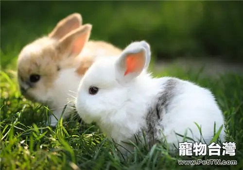 寵物兔美味飼草大合集