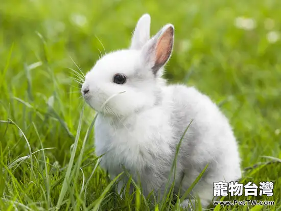夏季提高幼兔成活率的措施 (1圖)-寵物台灣