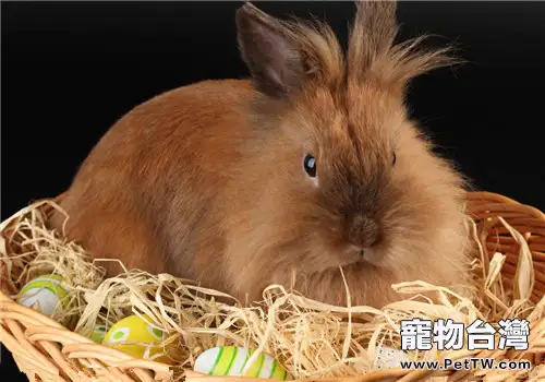 幼兔快速育肥的方法要點(1圖)-寵物台灣