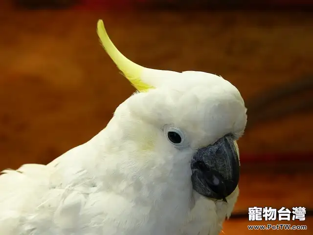 去除鳥兒體外寄生蟲的小妙招