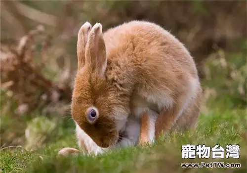 野兔人工仿生馴養技術