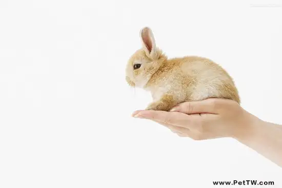 如何跟新兔子培養感情 