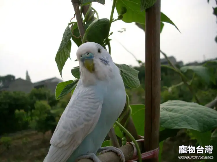 科學鑒定鸚鵡性別的方法