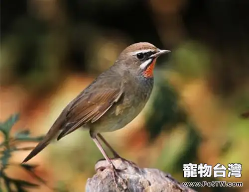 為什麼鳥類羽毛有那麼多顏色