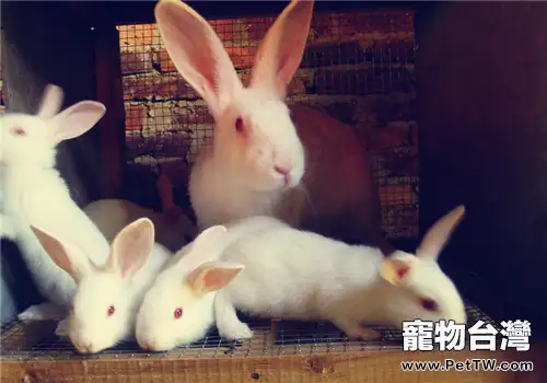 秋季種母兔飼養管理的注意事項