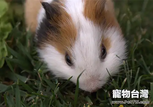 飼養母豚鼠的注意事項