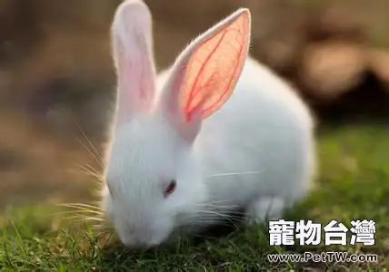 寵物兔要注意預防肚脹病