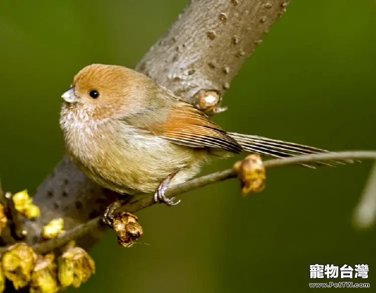 棕頭鴉雀的習性介紹