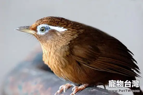 畫眉鳥拉肚子應該怎麼辦