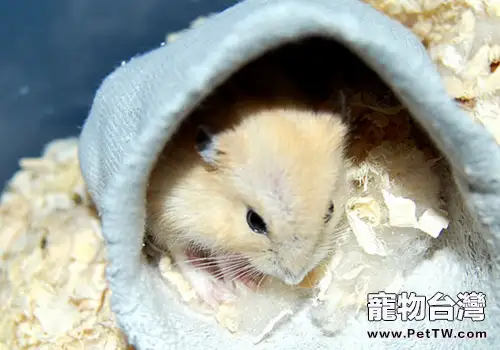 鼠鼠懷孕也需要計劃流程(1圖)-寵物台灣