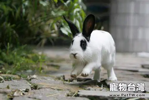 熊貓兔餵養的7個禁忌