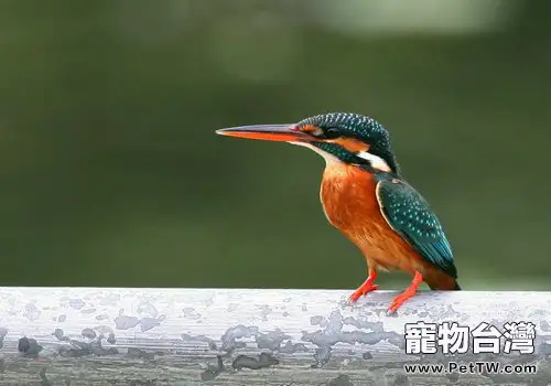 普通翠鳥的介紹