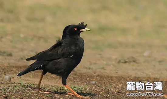 正確區分八哥公母的方法 (1圖)-寵物台灣