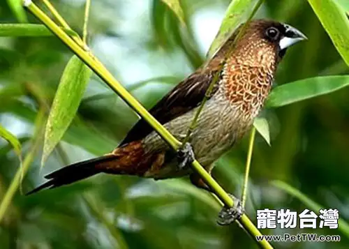 自製鳥飼料需要注意營養均衡