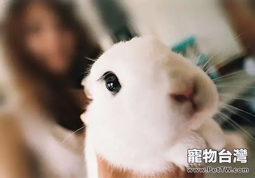 兔子好不好養?(1圖)-寵物台灣