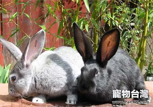 如何用一些常見的蔬菜預防寵物兔疾病