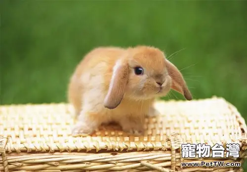 兔子什麼時候成年