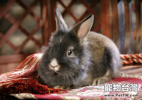 兔子咬合不正的介紹與防治(1圖)-寵物台灣