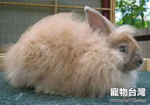 兔子下痢的預防與治療(1圖)-寵物台灣