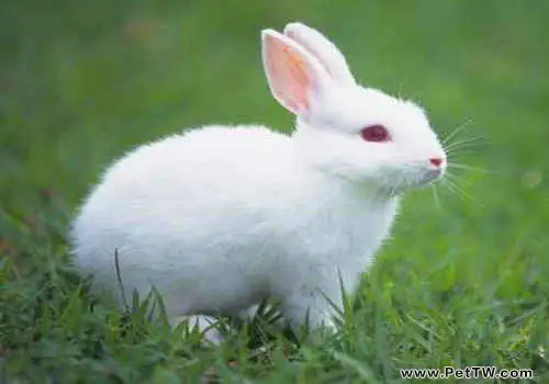 兔子尿路結石的防治