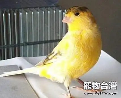 如何讓金絲雀更好的繁殖(1圖)-寵物台灣