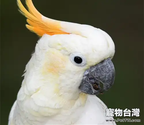 葵花鳳頭鸚鵡的親鳥注意事項