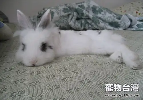 如何根據寵物兔的年齡更換牧草（1圖）-寵物台灣
