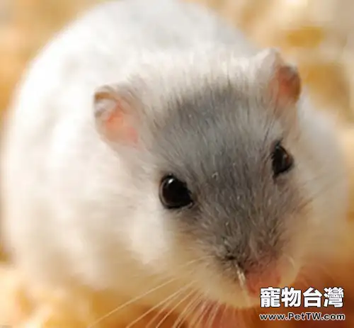 常見金吉拉鼠的鼠糧介紹