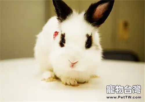 寵物兔到底要不要打疫苗？