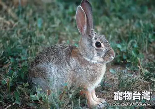 夏天如何給兔子驅蚊(1圖)-寵物台灣