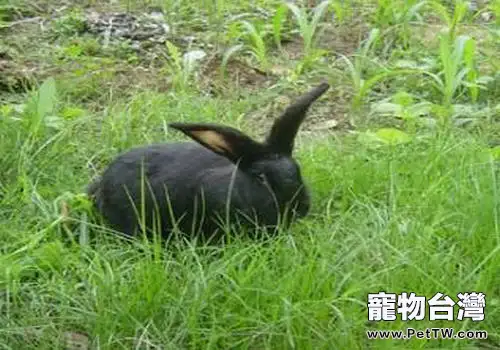 減輕兔子臭味和尿騷味的方法