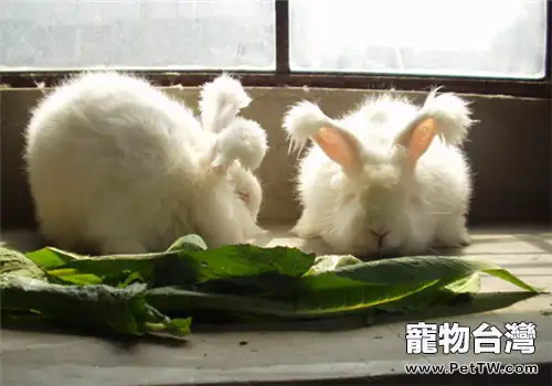 兔子繁殖時激素的使用方法