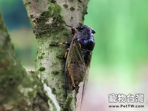 鳴蟬的飼養介紹