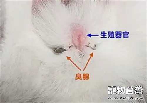 怎樣幫寵物兔清理臭腺(1圖)-寵物台灣
