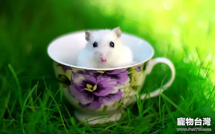 飼養齧齒動物需要準備的物品(1圖)-寵物台灣