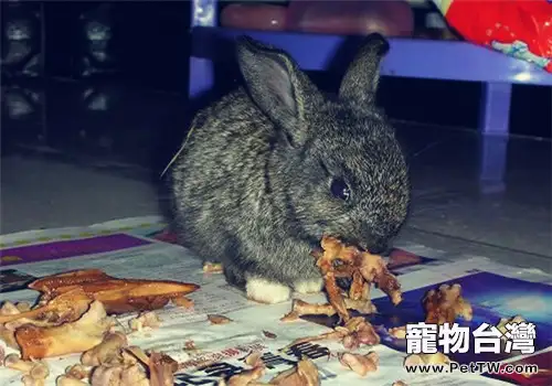 寵物兔亂啃東西是在磨牙嗎？