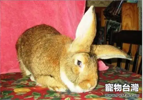 什麼兔子長不大？