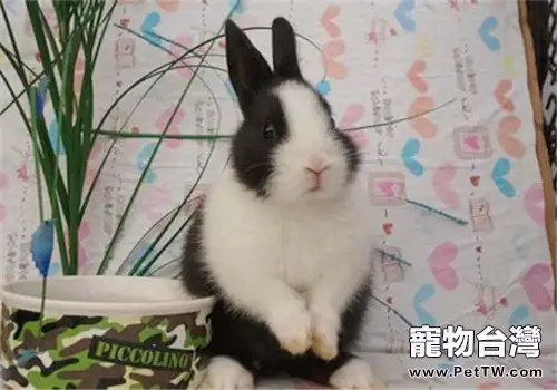 哪些食物不能給兔子吃？