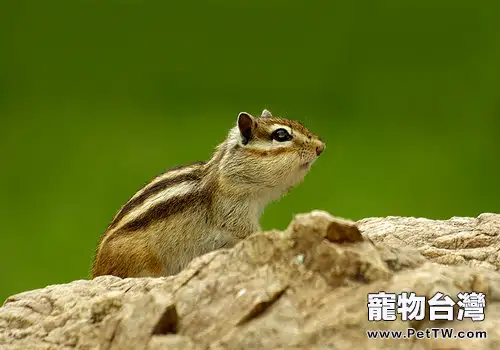 花鼠的冬眠